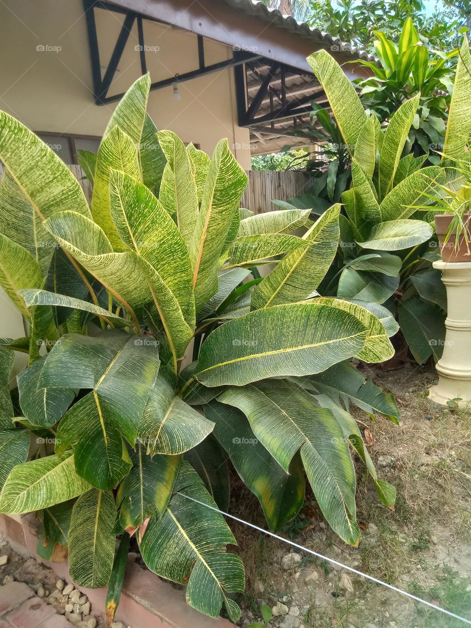 NICE MINI STRIPES GREEN HUGE PLANTS,  OUTSIDE THE BEACH HOUSE TO MAKE SHADE