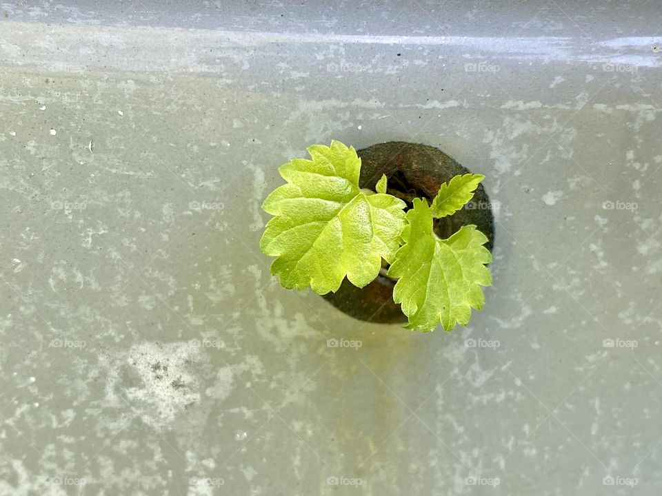 Two tiny green leaves growing through a hole in a grey enamel tub