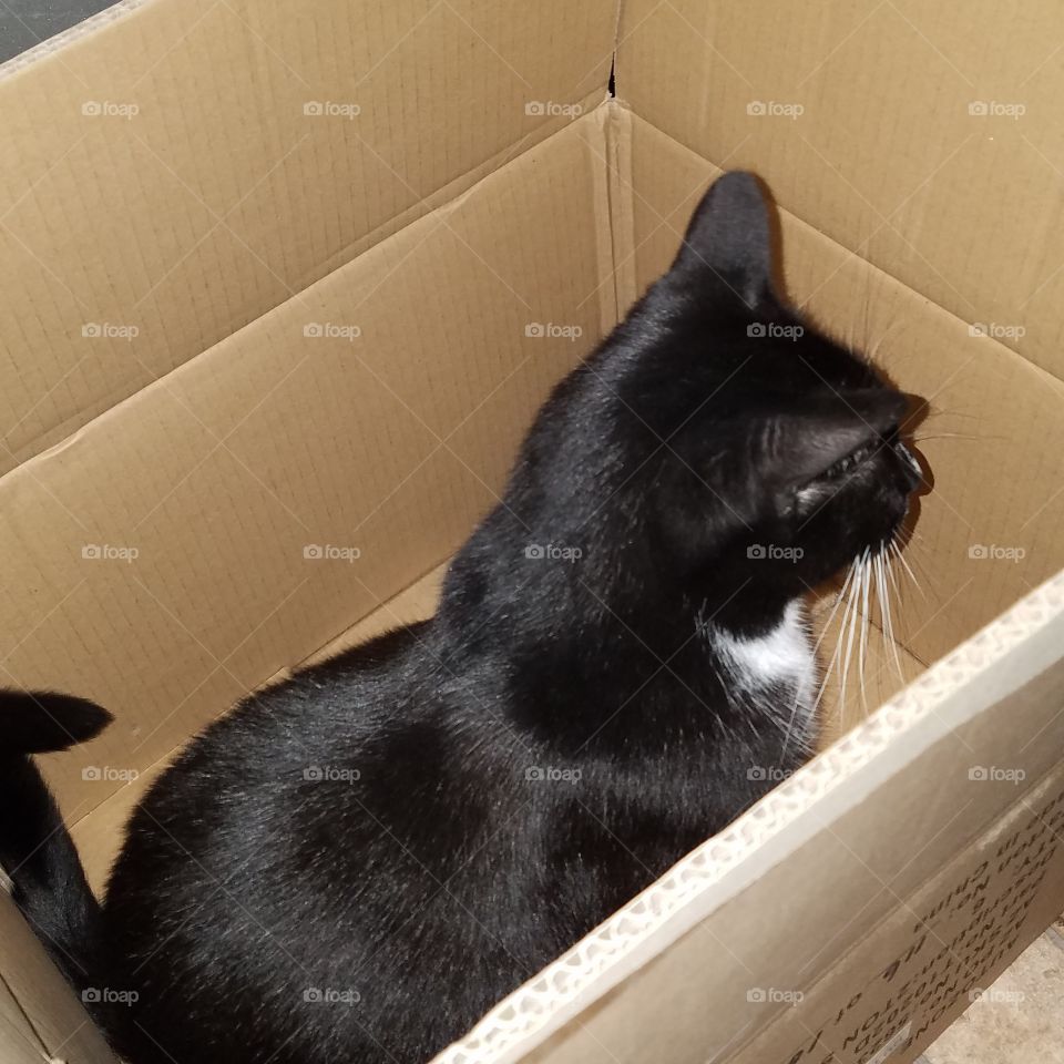 Cat in a Box Helping Me Pack