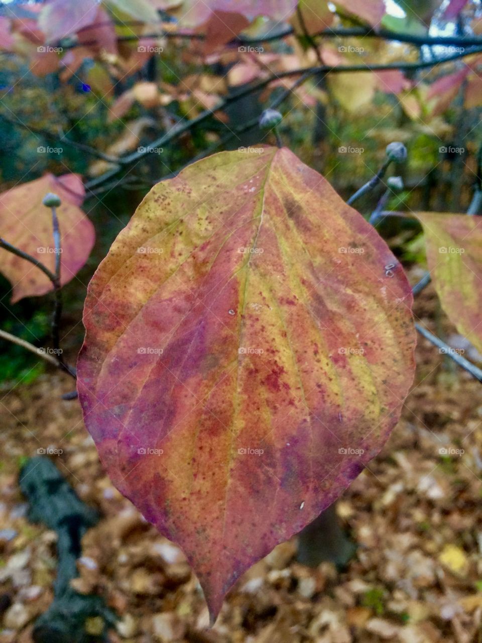 Colorful leaf 