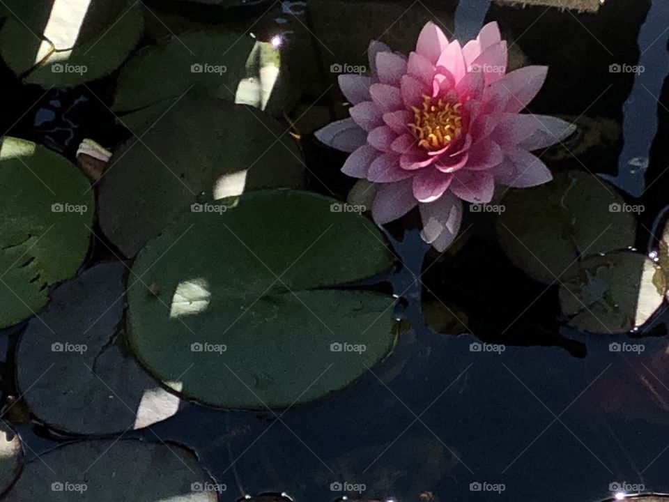 Waterlily in my pond