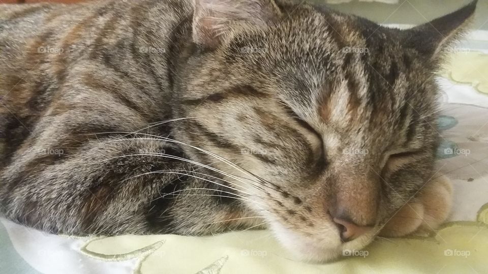 Kitty relaxation at it's best