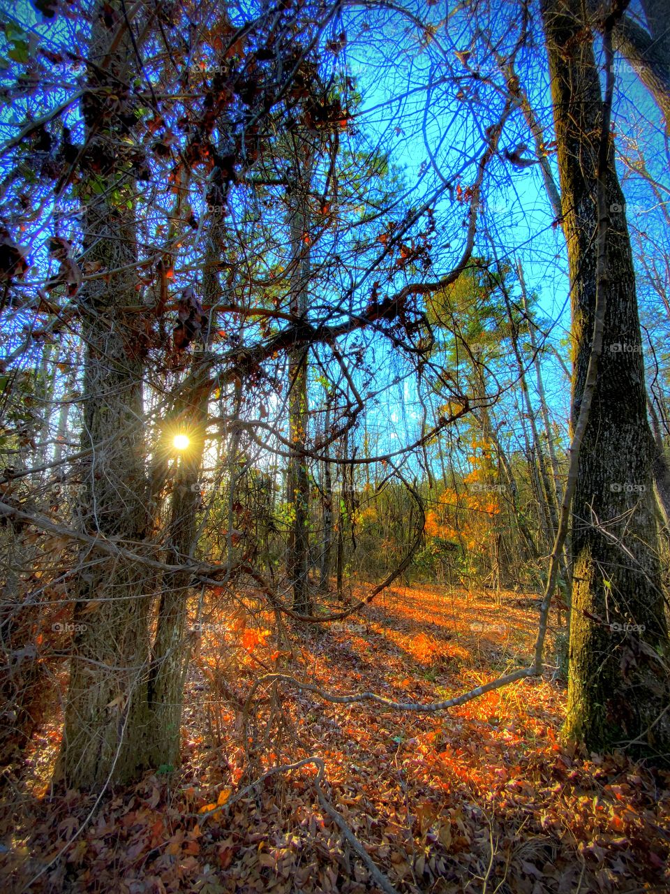 Late Afternoon Sunshine 