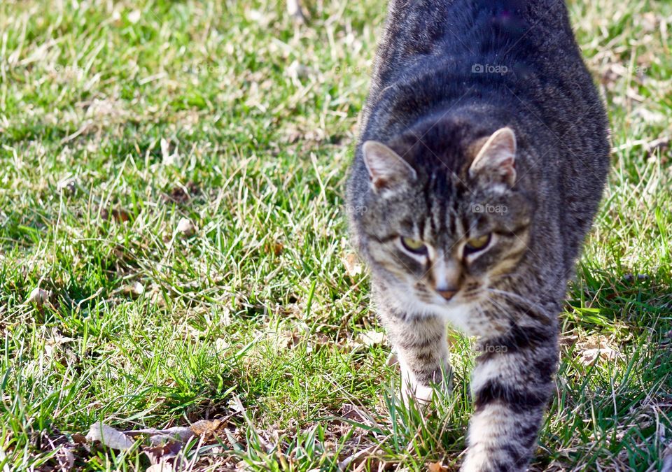 Grey tabby walking through the grass 