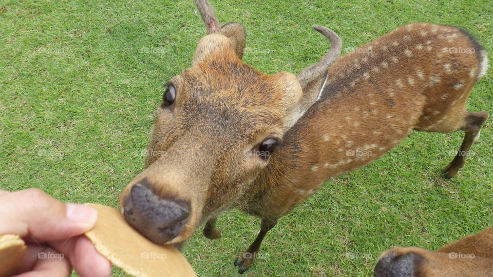 Deer park in Nara