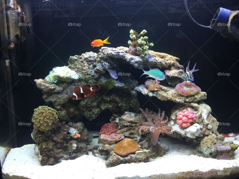 Reef