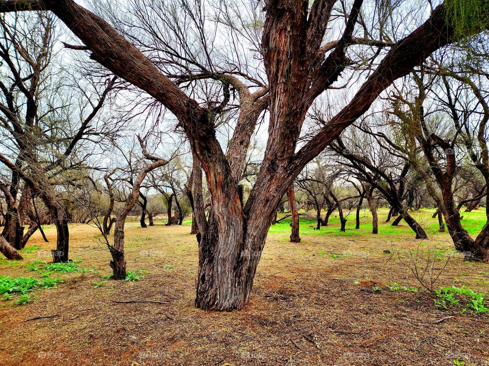 December rain creates new life as bright grass springs from the seemingly dead earth