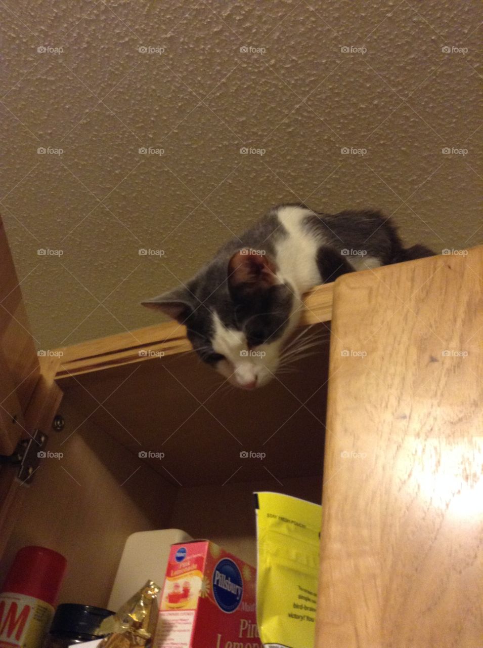 Cat looking in cupboards