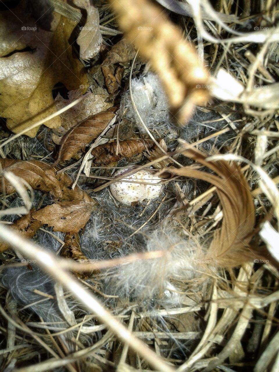 The nest of a small bird.