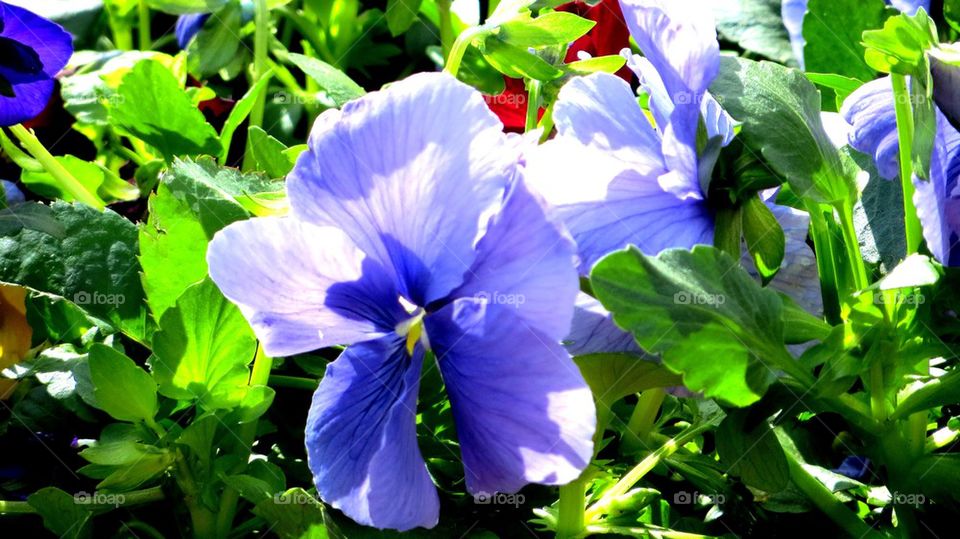 pansy