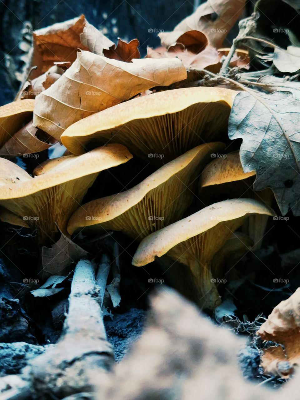 mushrooms