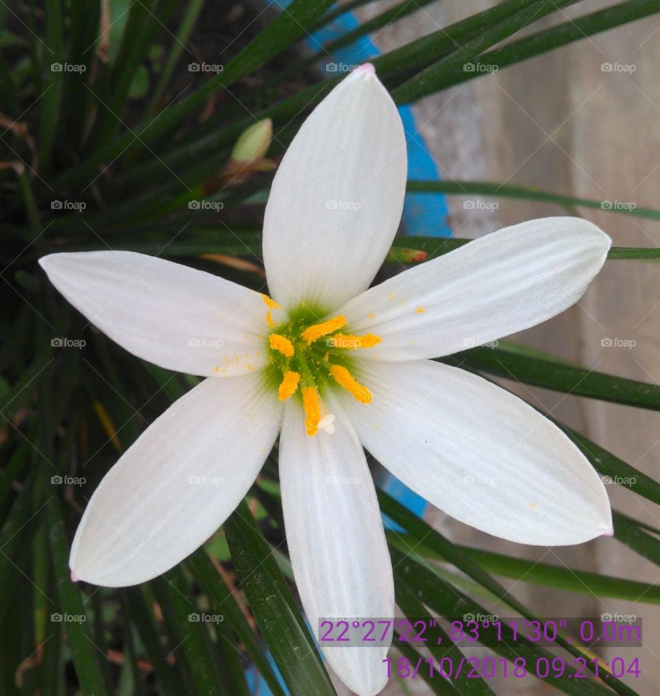 This is a white flowers sowing avaisom.