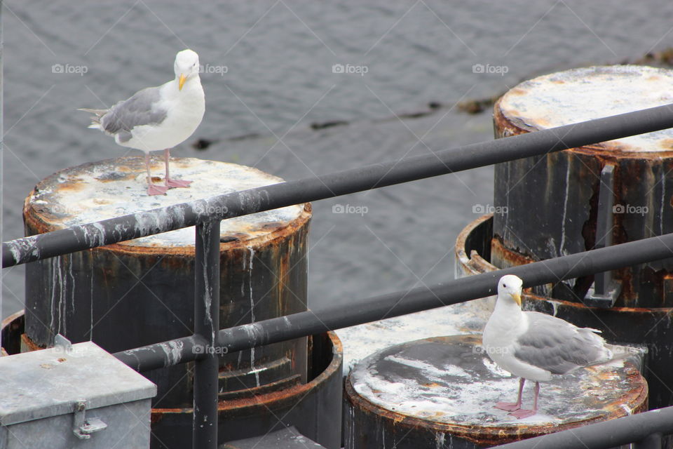 Seagulls taking ride on the ferry