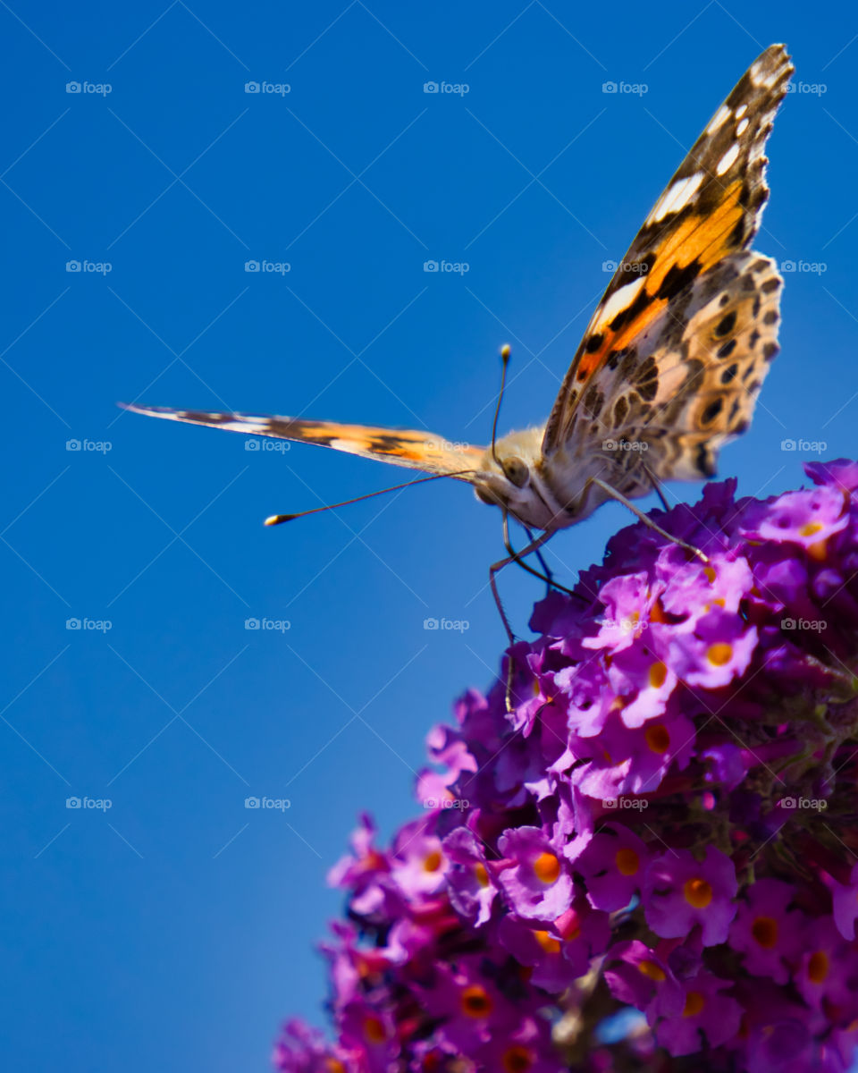 Painted lady butterfly on buddleia