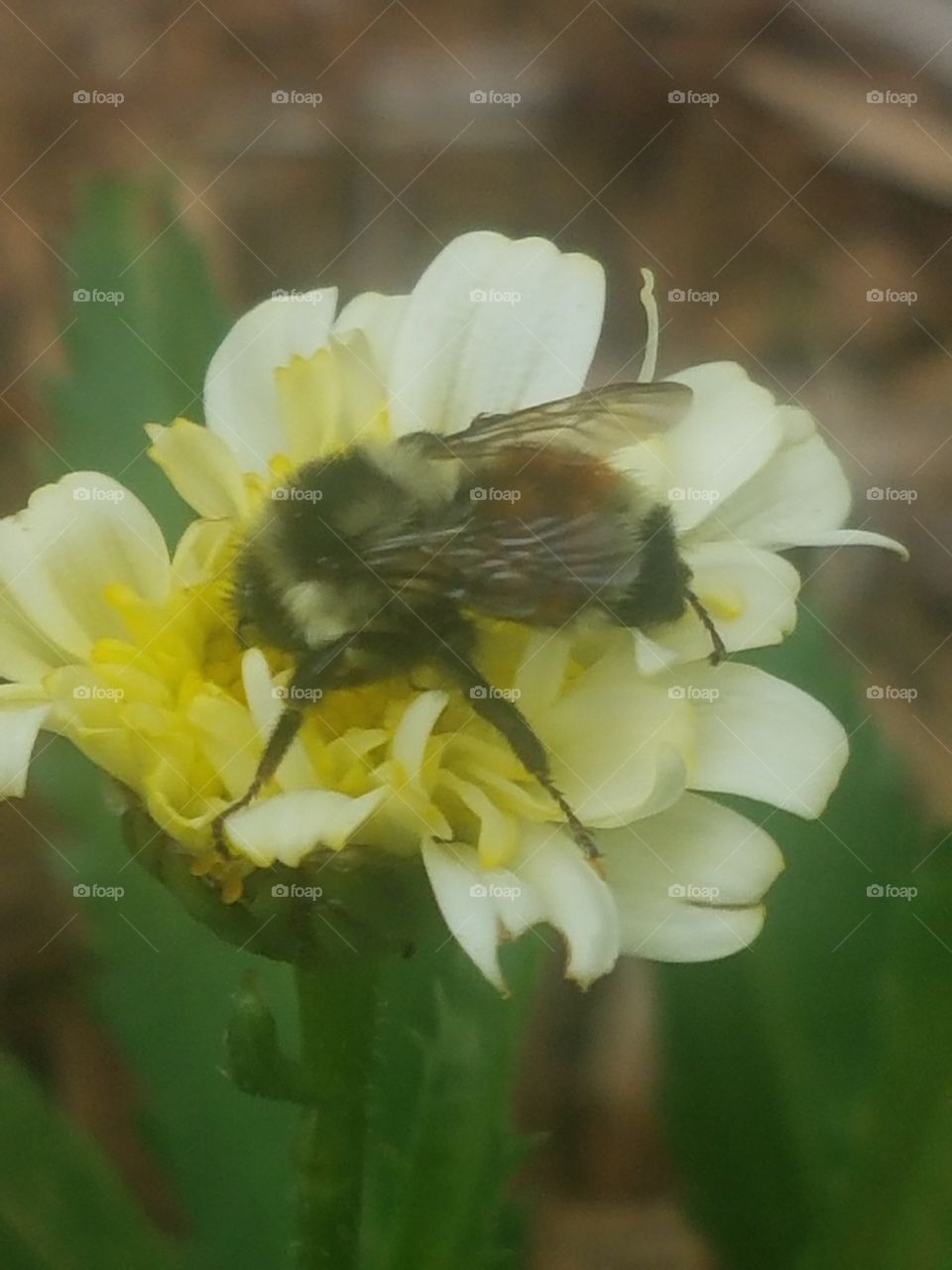 Bumble bee on yellow flower