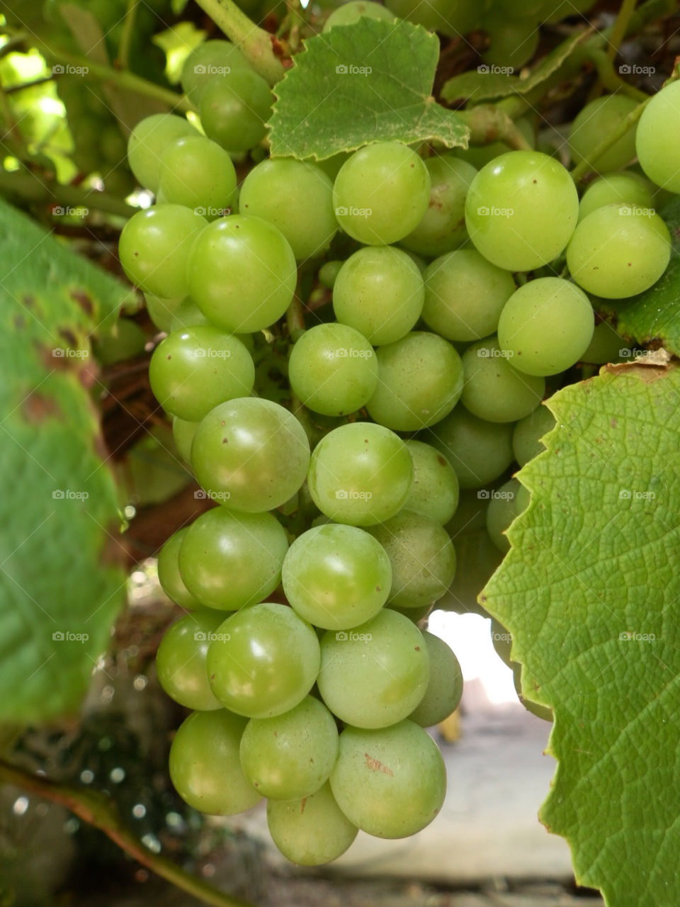 Grapes