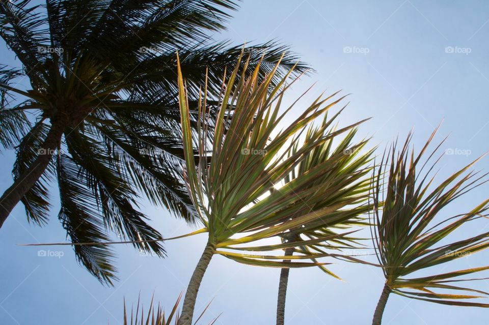 palms