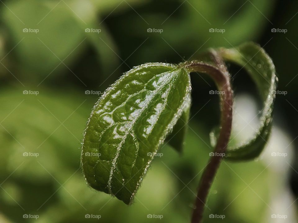 Macro photo of green grass growing in the garden