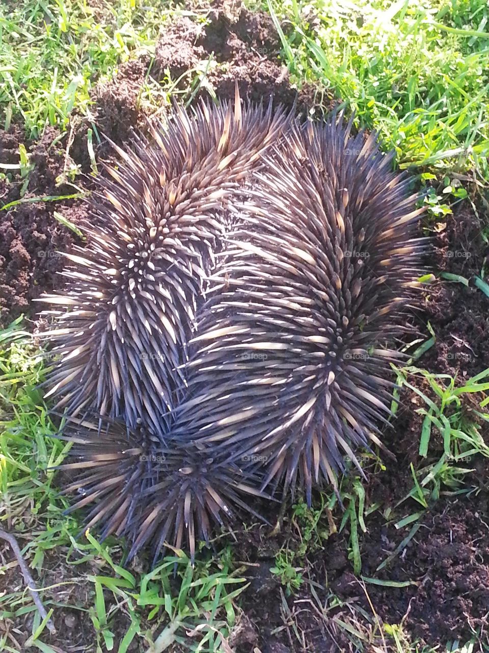 echidna