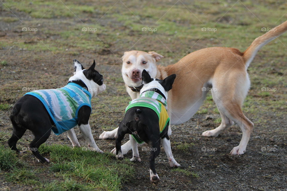It was dog park time today and it was very busy! The friendly young gold dog was bouncing around my Bostons just wanting some fun but my dogs were feeling a little territorial even when the pup was obviously indicating he wanted to play! Lol!