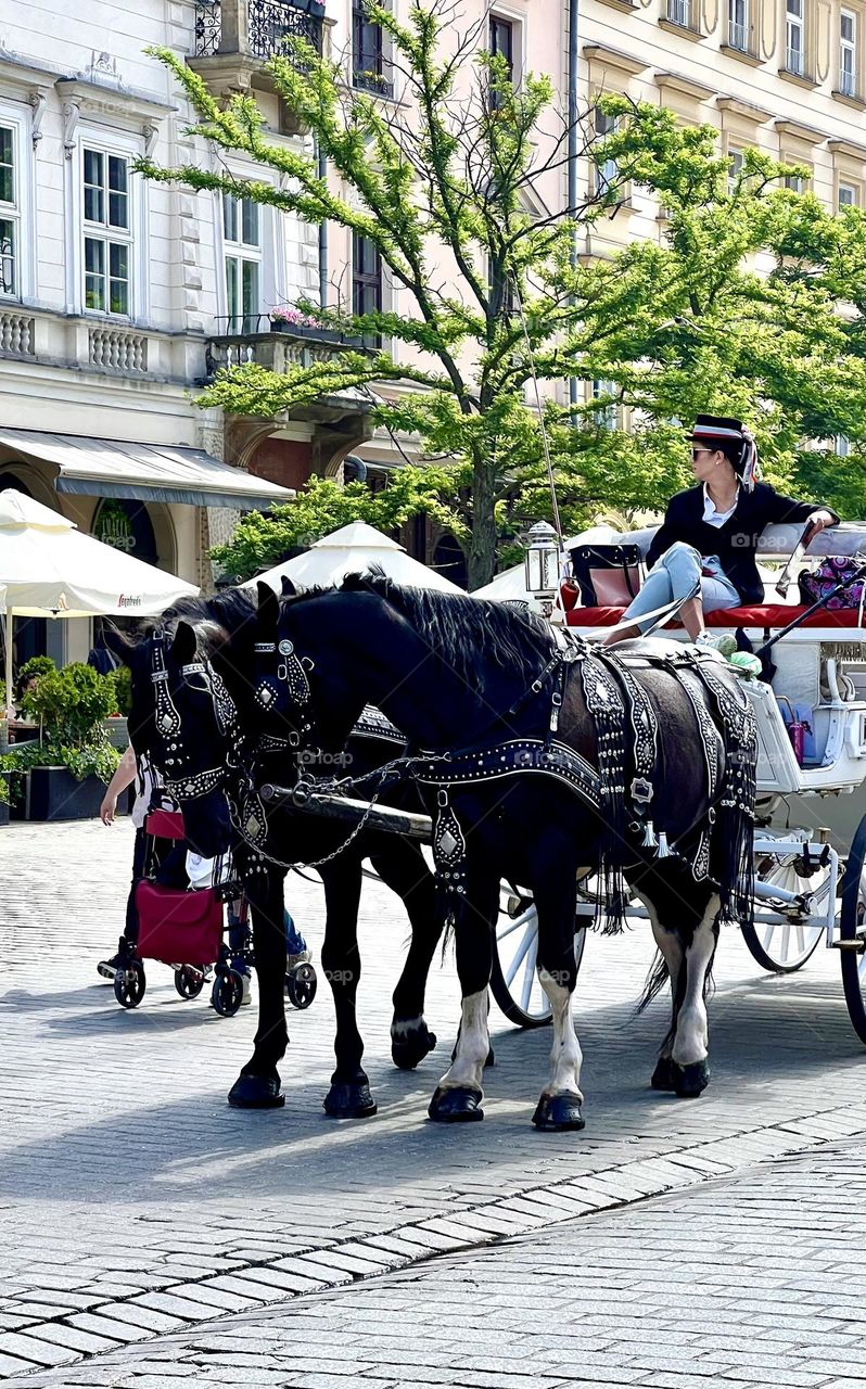 Две черные лошади в упряжке на улице Кракова