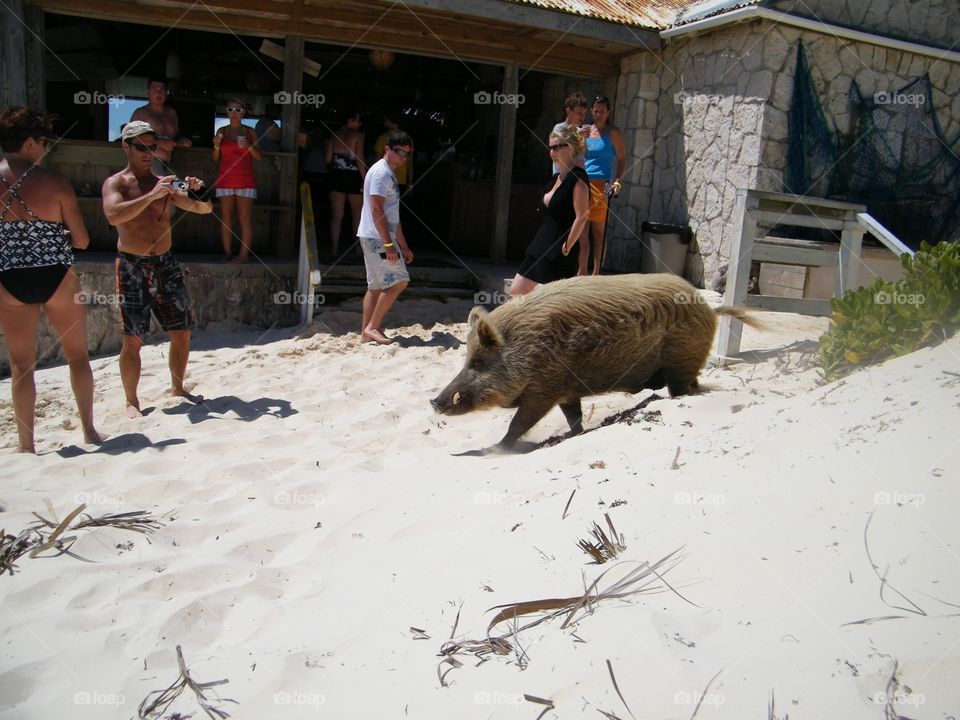 Beach pig 