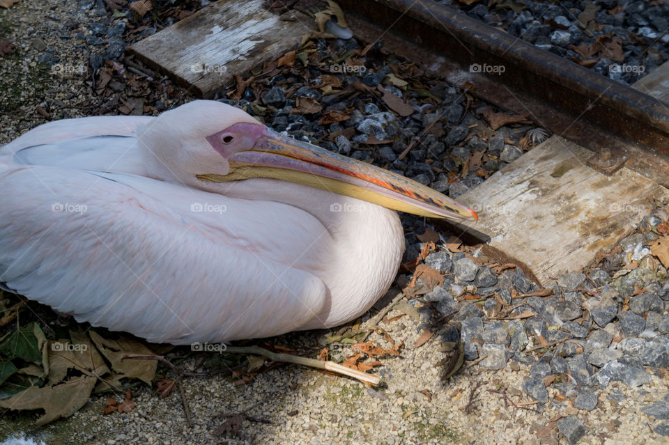 Pelican lie down near a railroad