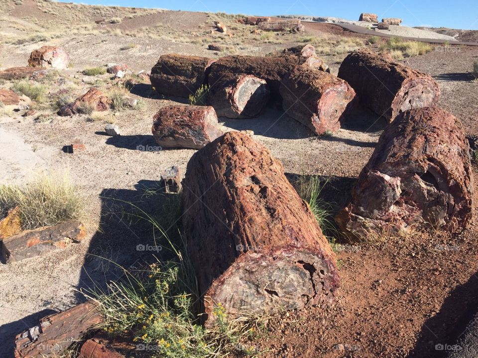 petrified forest