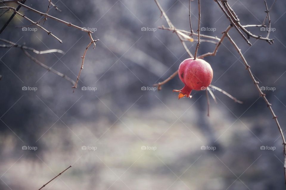 alone pomegranate