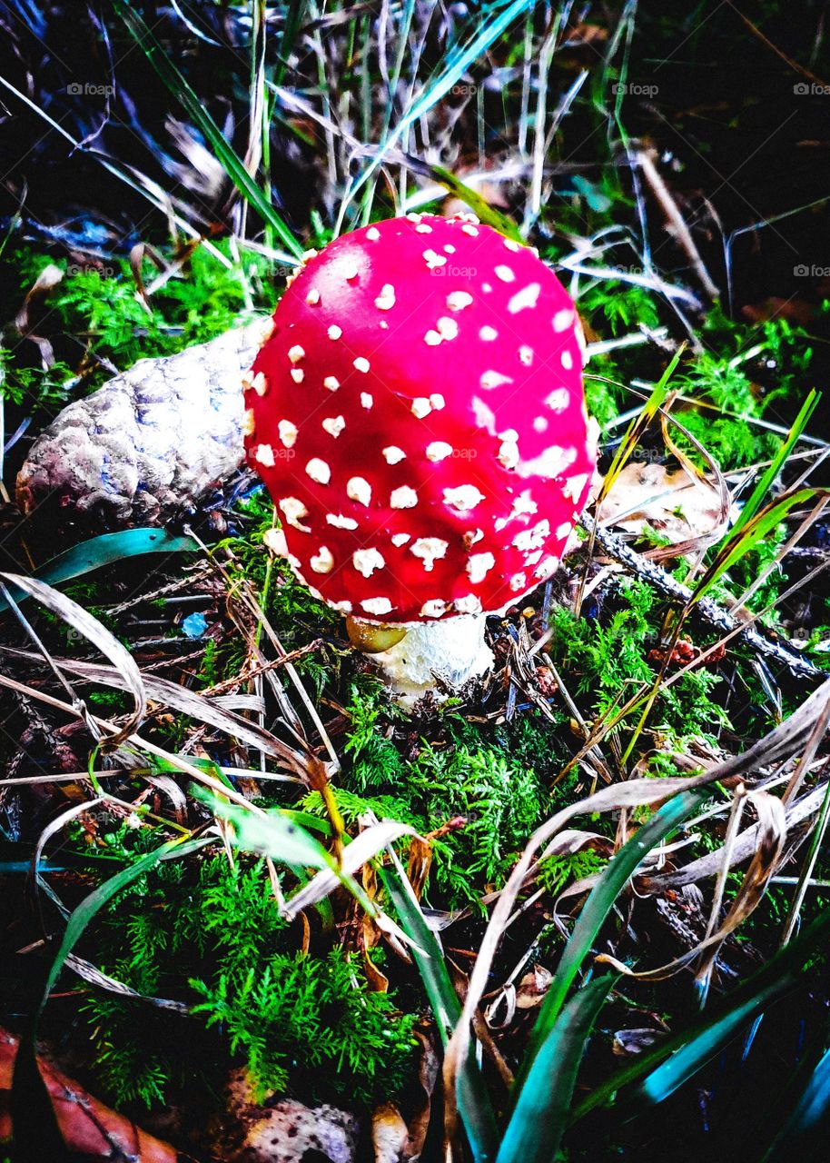 fly agaric