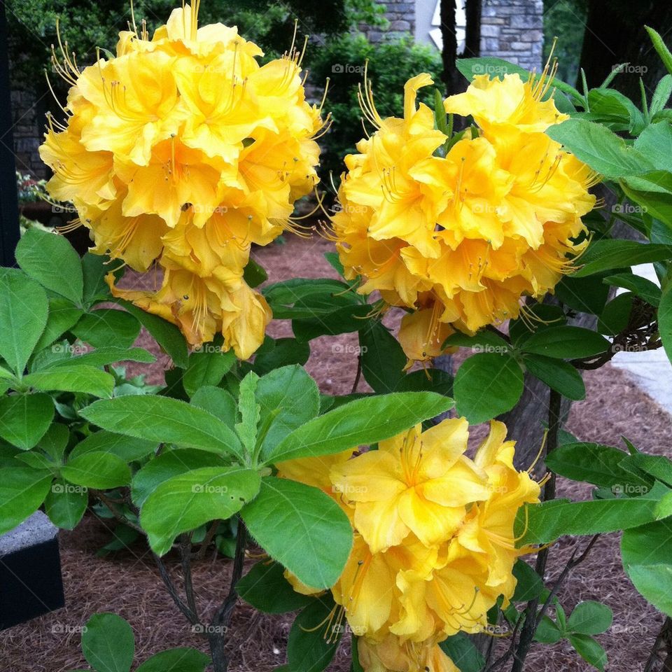 Golden Azaleas