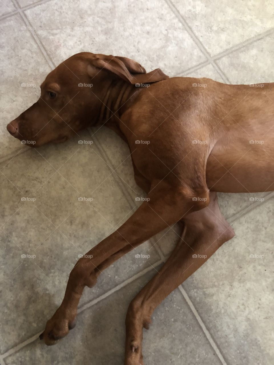 Pretty brown vizsla puppy relaxing on the cool floor after her walk