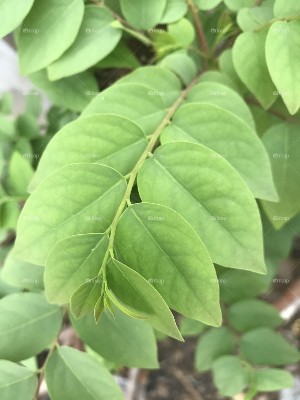 Phyllanthus acidus (L.) Skeels 