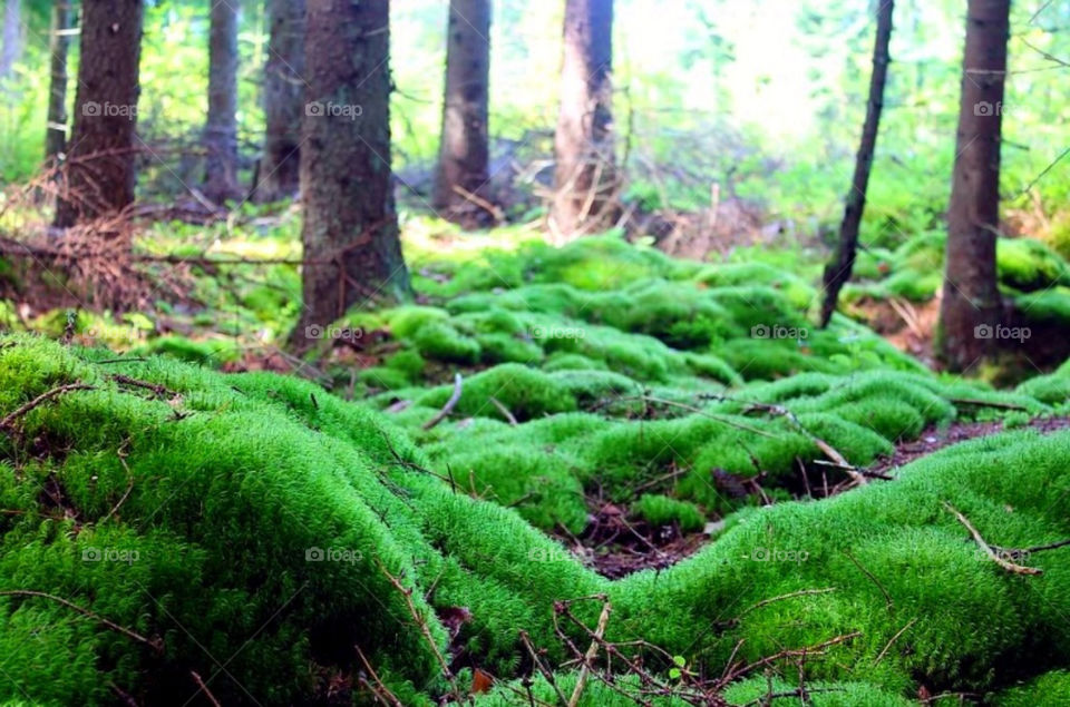 norway green nature summer by merethe