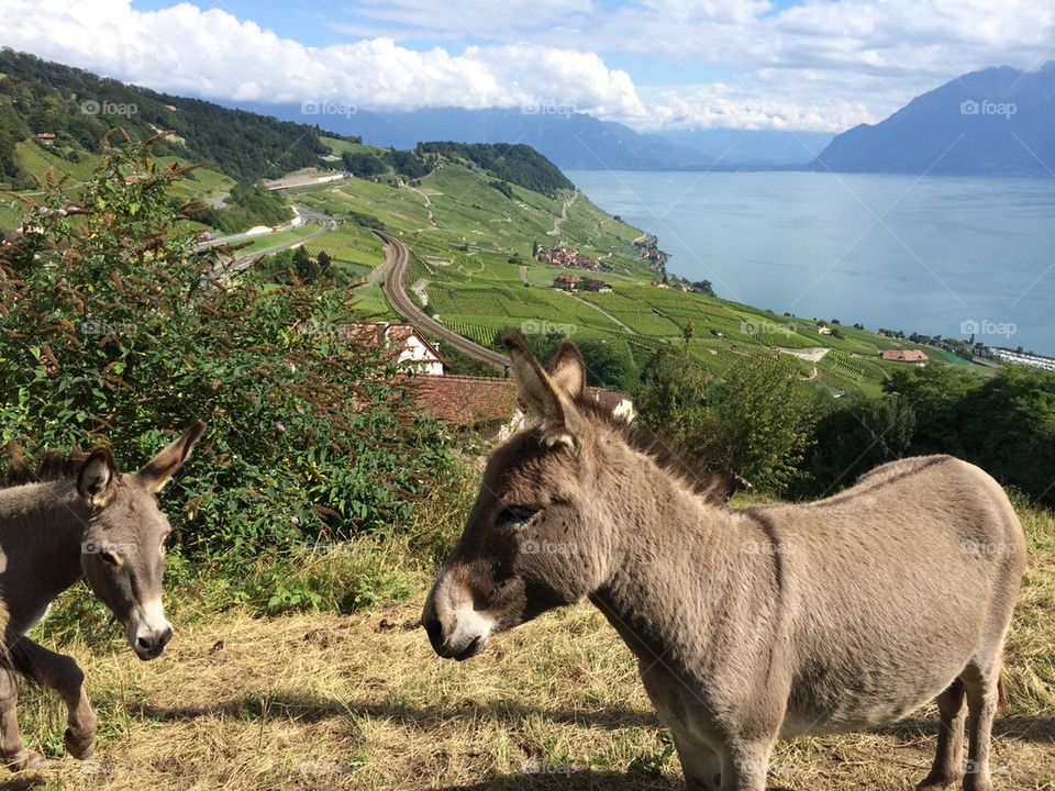Ânes dans les vignobles de Lavaux