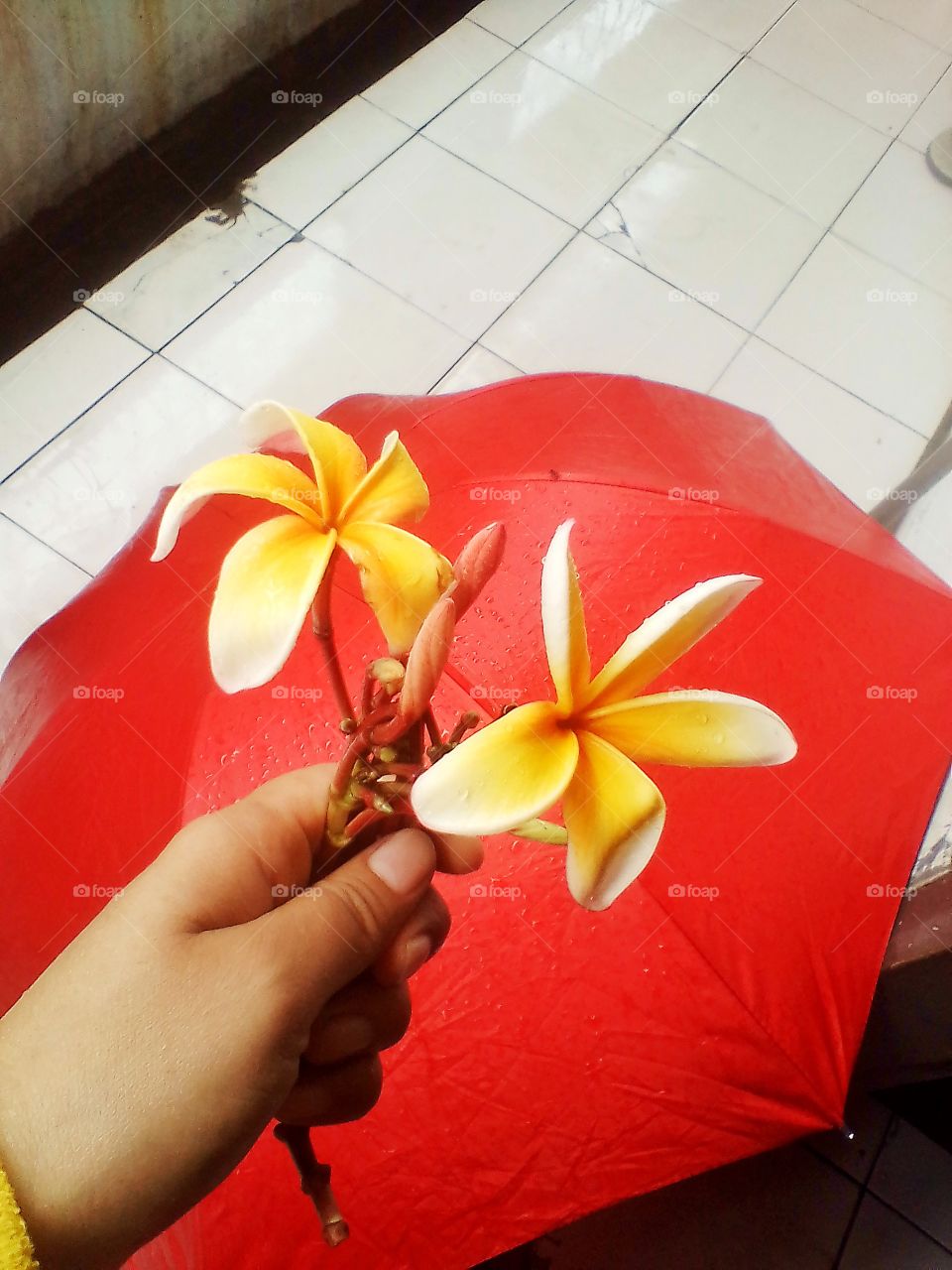 I hold this yellow frangipani tightly against the background of a wet red umbrella