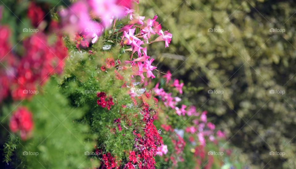 Cascading Flowers