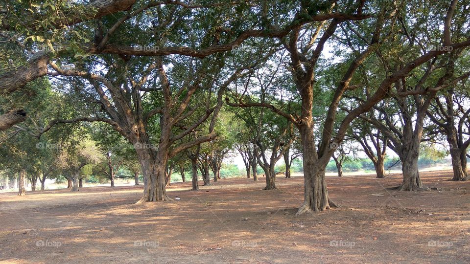 Big tree in little forest