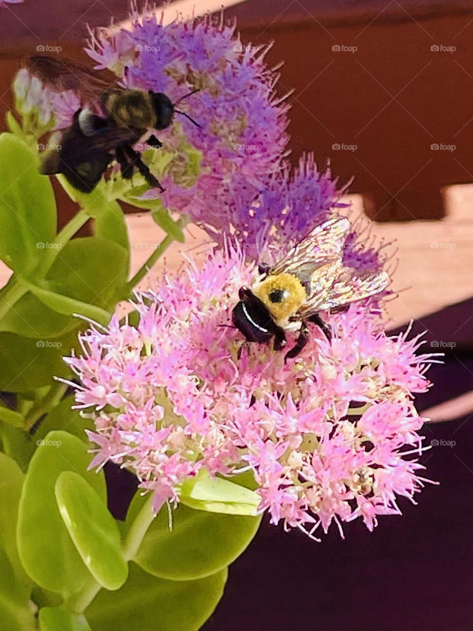 Beauty of the Bee in Bloom