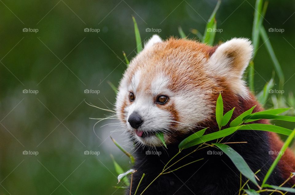The red panda is a carnivoran native to the eastern Himalayas and southwestern China. 