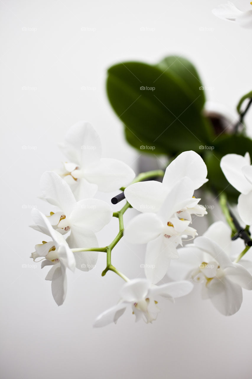 Close-up of orchid flower