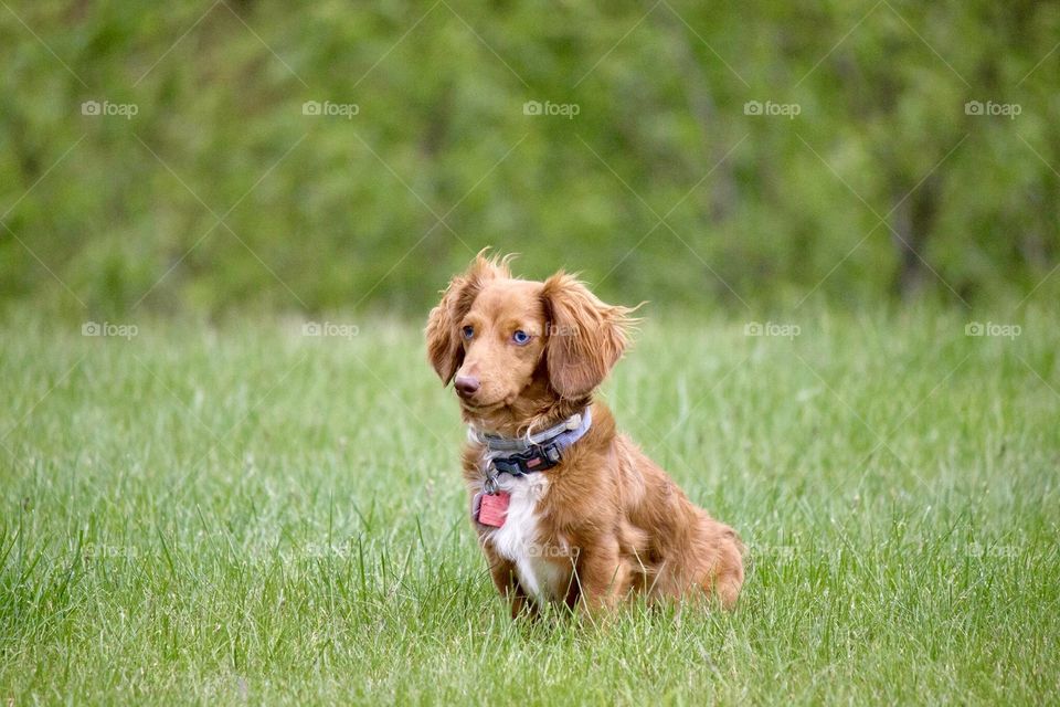 Long haired mini dapple dachshund with brown nose and blue eyes sitting in grass outdoors with blue collar and tags