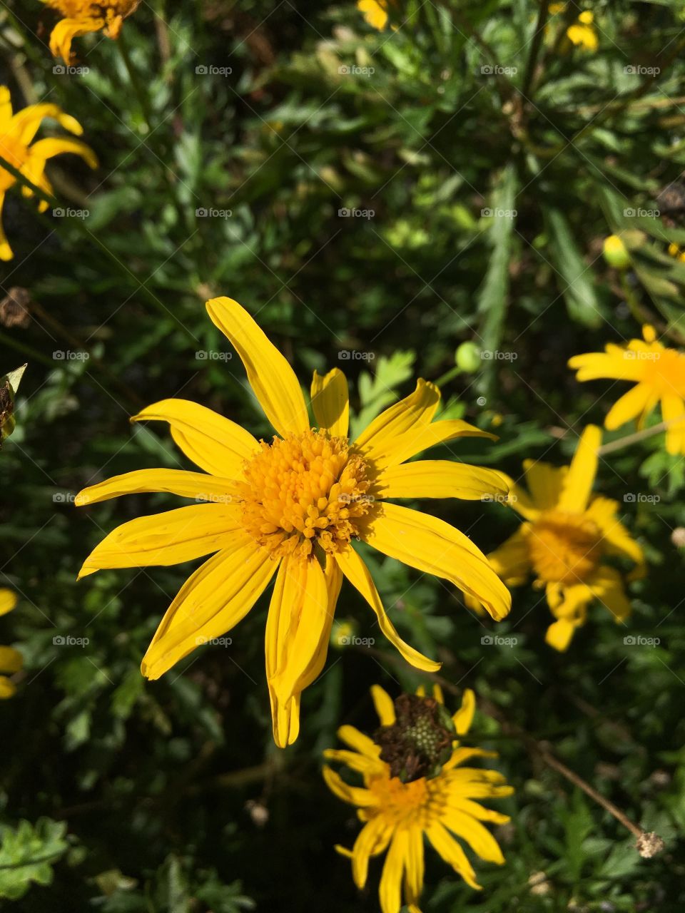 A beautiful yellow flower