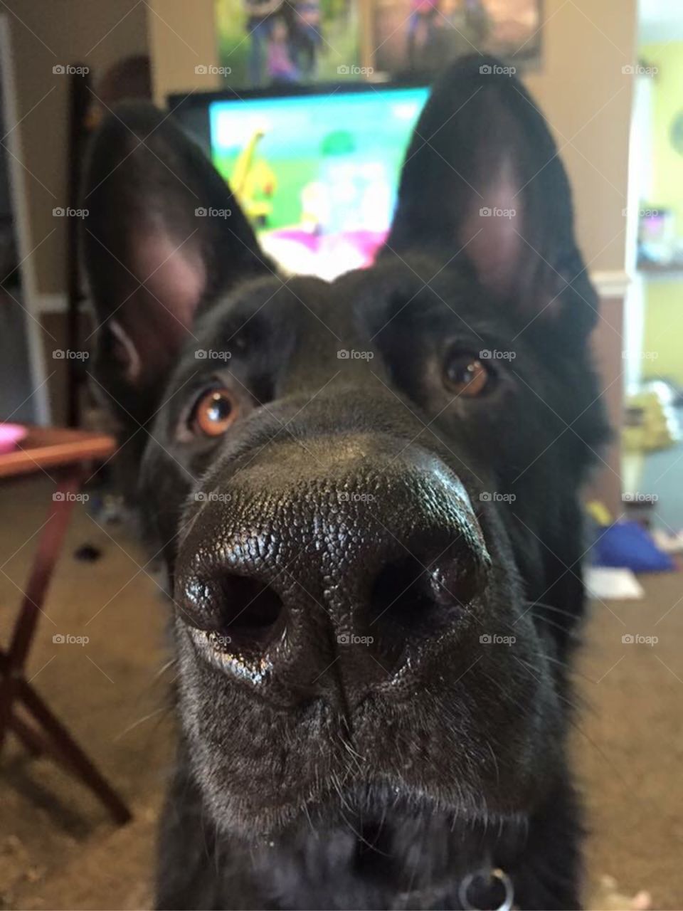 Did you say, "treat!??"