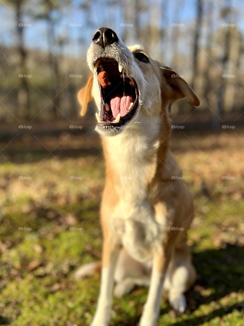 Macy catching tossed treats 