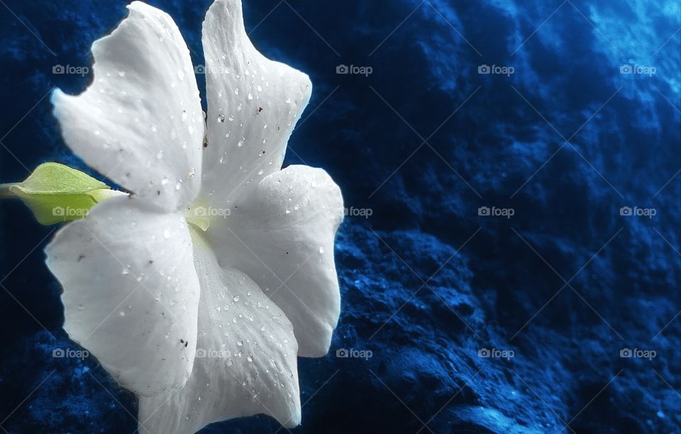 beautiful white flower with beautiful background