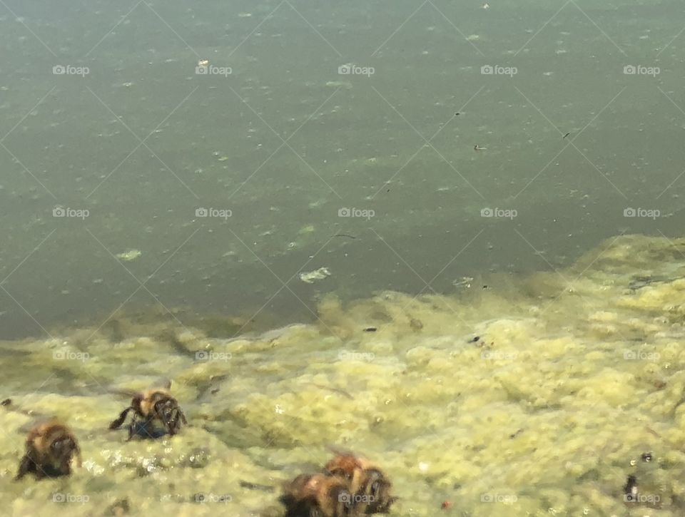 Thirsty Bees,honeybee, honeybees,bee,bees,flying,lake,water,moss,algae,rock