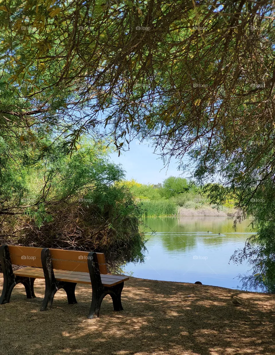 Bench with a View