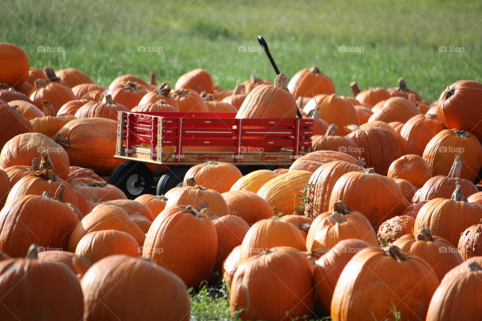 Pumpkin in wagon