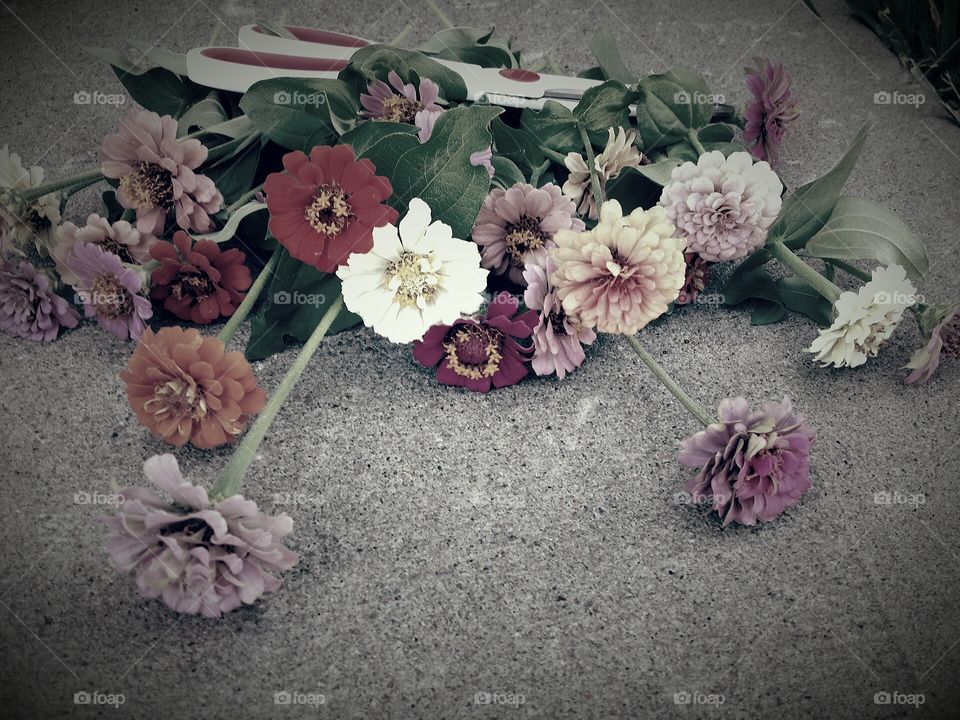 cut zinnias & scissors (vintage)